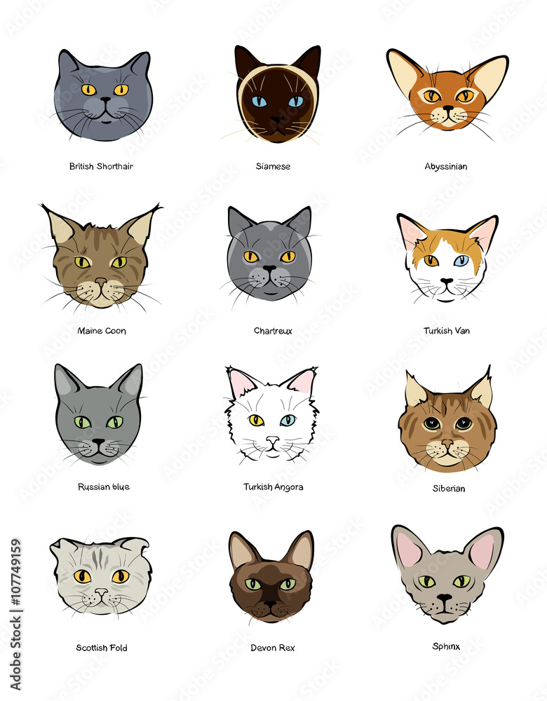 Fototapeta premium Collection feline muzzles kittens of different breeds