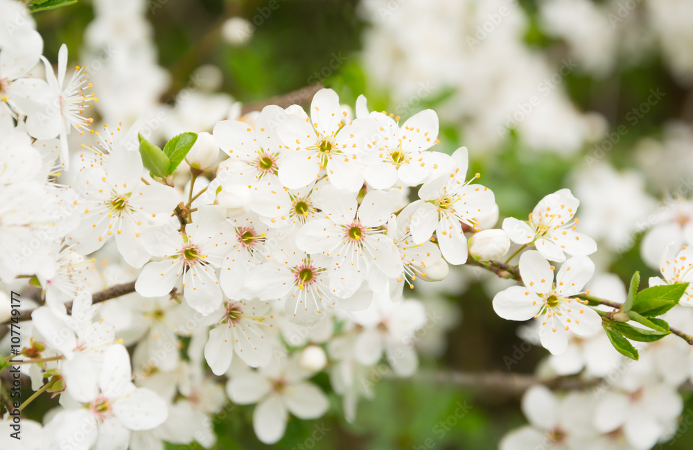 Bird cherry inflorescence