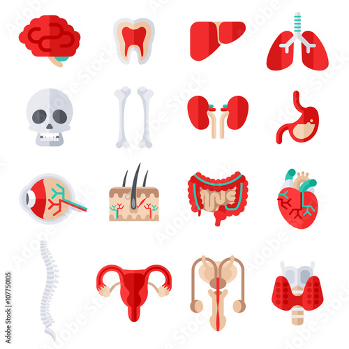 Human Internal Organs Flat Icons Set