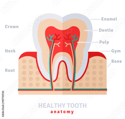 Healthy white tooth anatomy flat