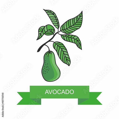 Avocado branch with fruits. Vector illustration