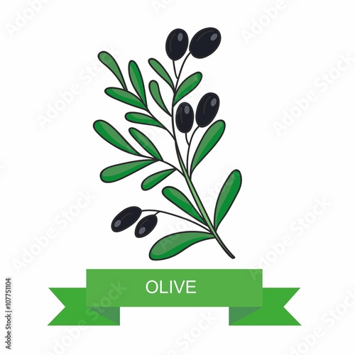 Olive branch with fruits. Vector illustration