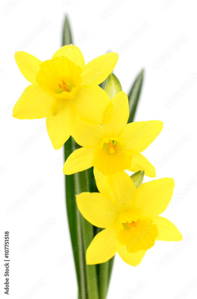 Obraz premium Three yellow narcissus.