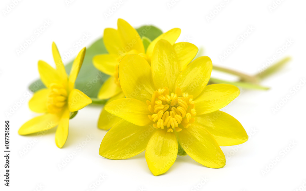 Three yellow flowers. Three yellow flowers.