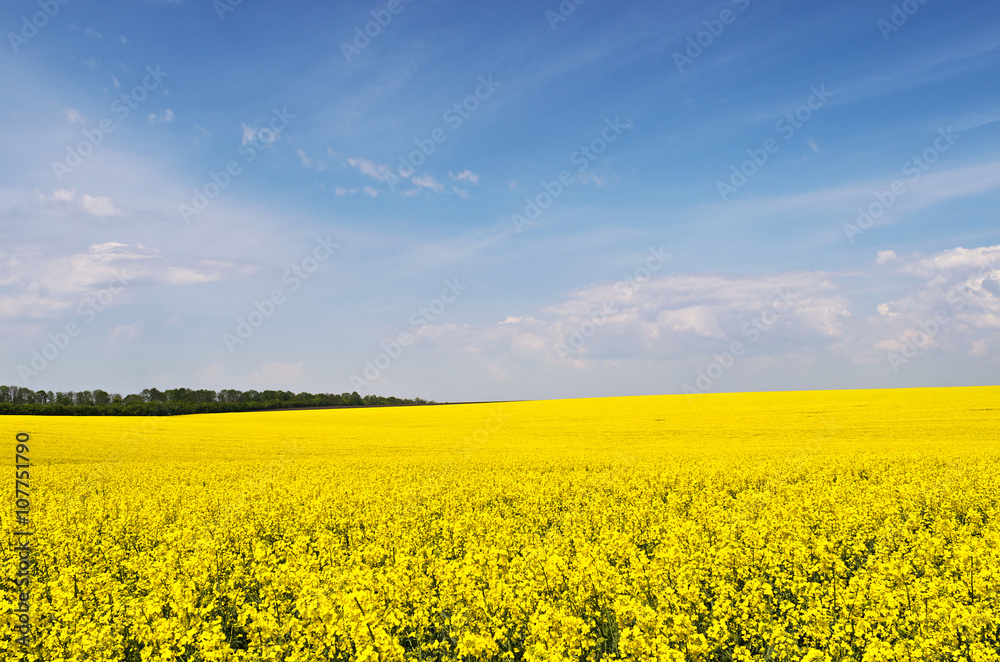 Yellow rapeseed flower field and blue sky