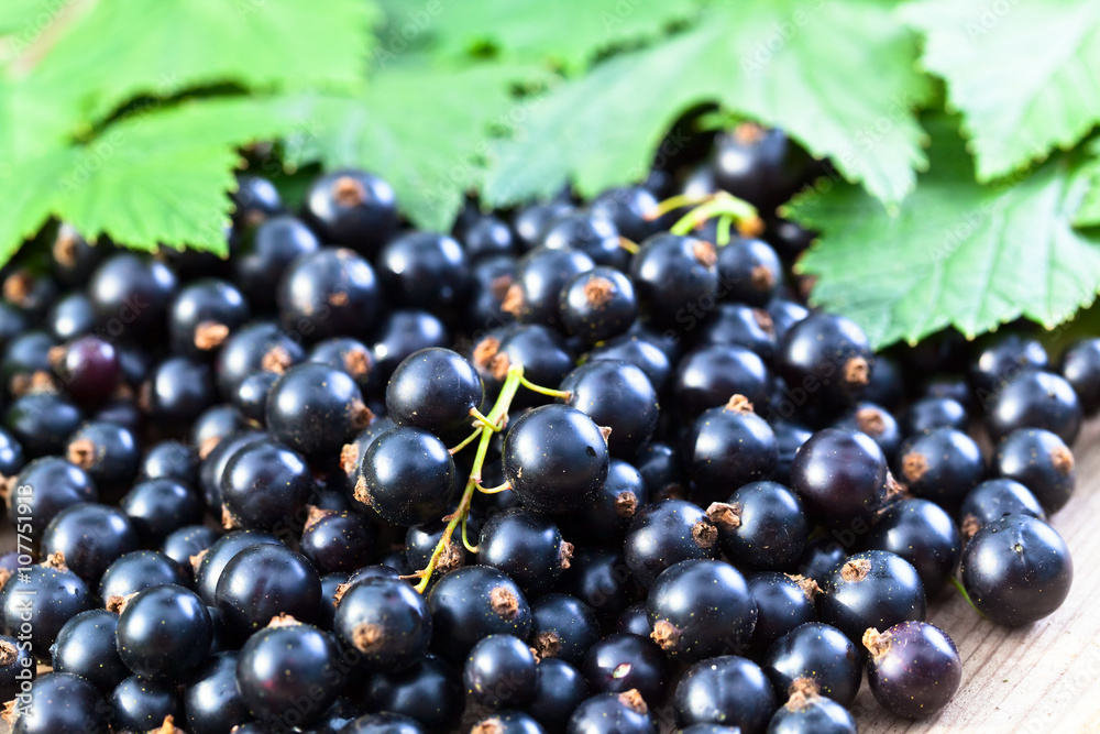 black currant and green leaves black currant and green leaves