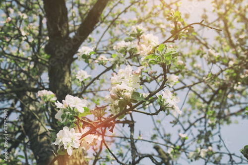 Blossom tree.