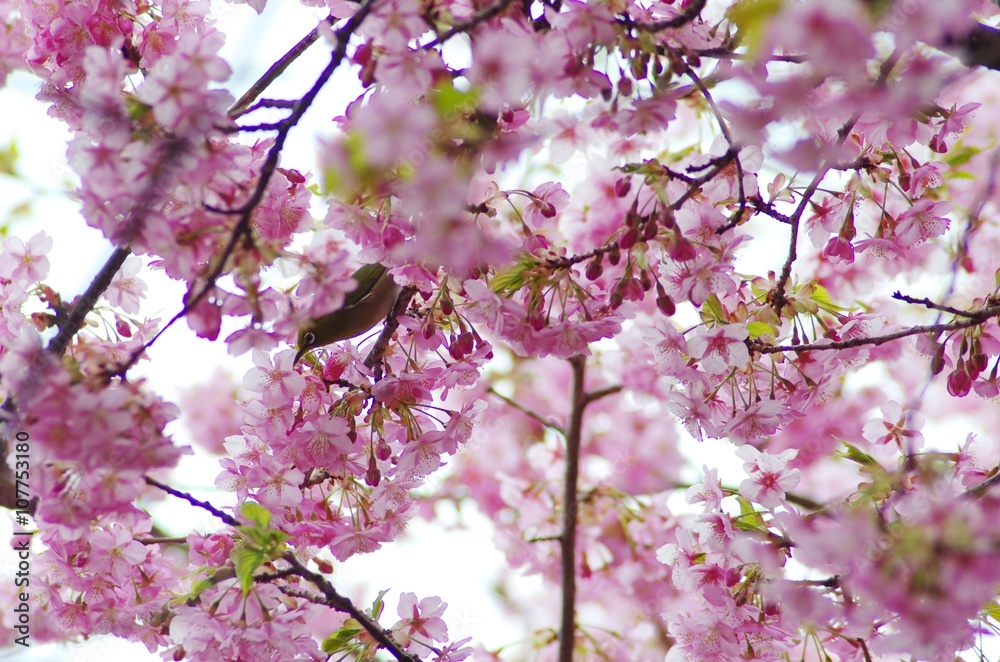 Obraz premium 河津桜