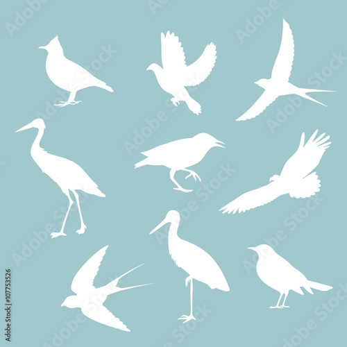 birds on a blue background