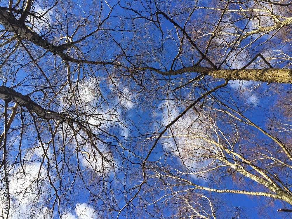 Obraz premium Konary drzew, brzóz, na tle niebieskiego, wiosennego nieba