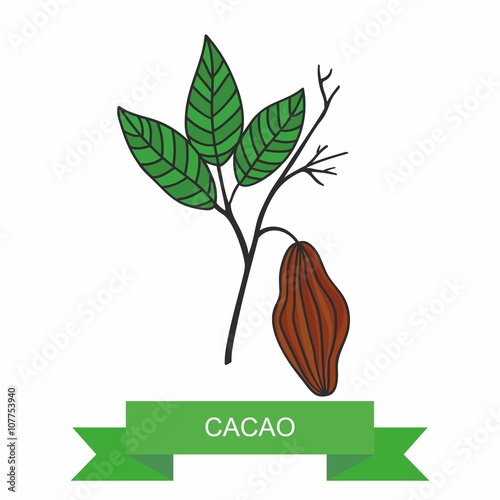 Cacao branch with fruits. Vector illustration