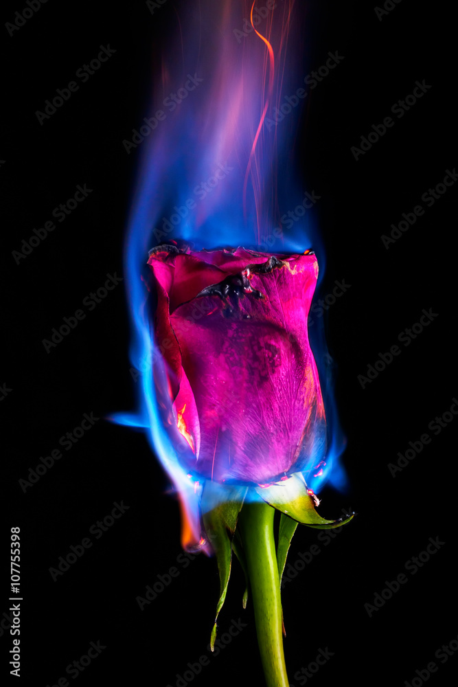 Burning rose Stock Photo | Adobe Stock