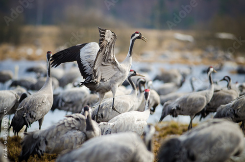 Common Cranes (Grus grus), Lake Hornborga, Sweden photo