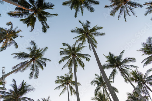 Coconut palm trees