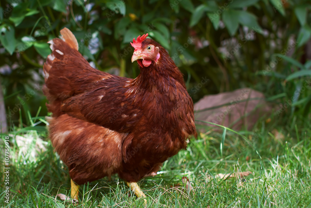 Fototapeta premium Free range chicken hen countryside farm