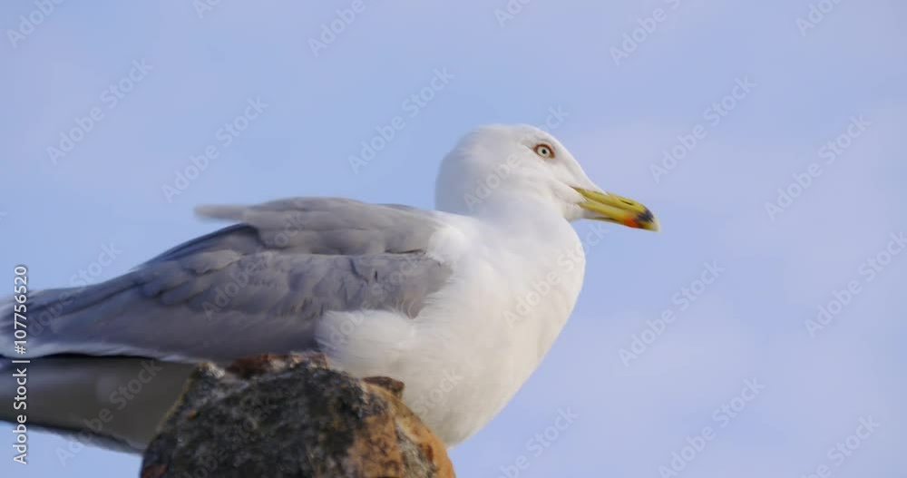 malaga sunny day seagull close up view 4k
malaga sunny day seagull close up view 4k