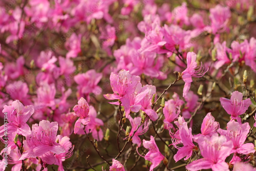 躑躅の花