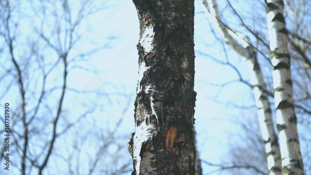 Small woodpecker knocks on the tree trunk on the spring forest Small woodpecker knocks on the tree trunk on the spring forest