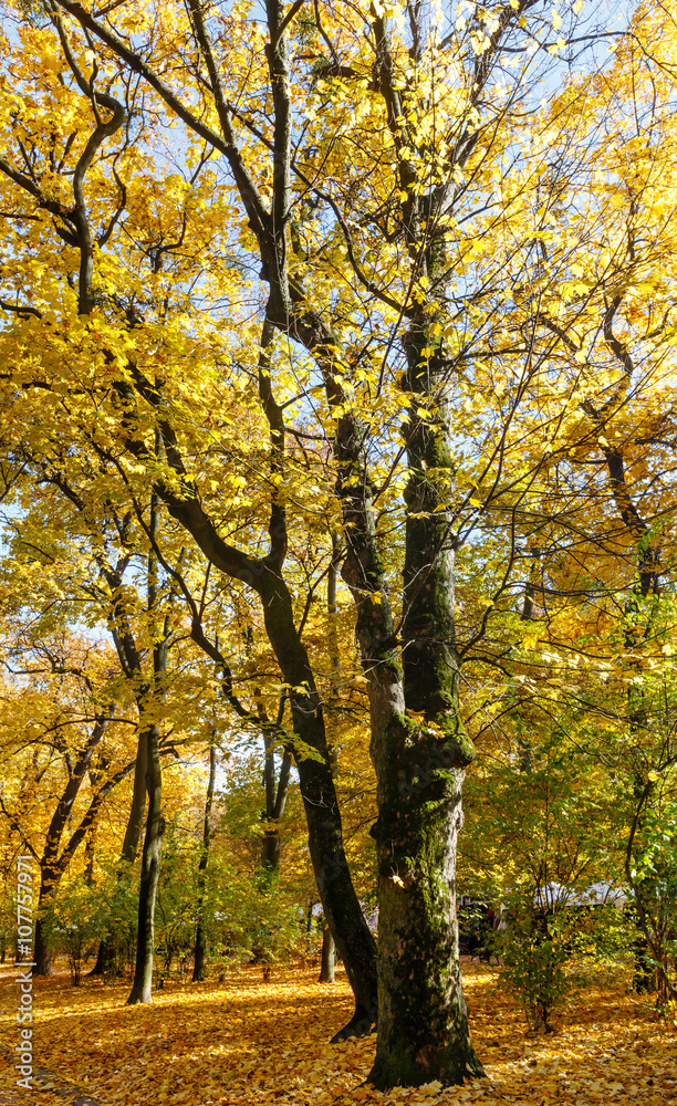 Autumn city park. Autumn city park.