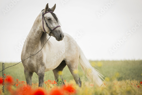 Spanischer PRE Schimmel Hengst im Mohnfeld