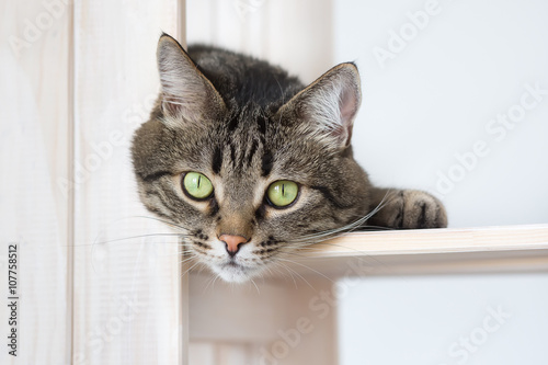 The head of a cat looks out because of the shelf. The cat lies on the shelf and looks out.