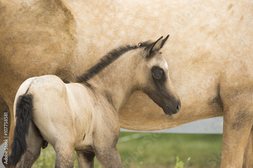 Palomino Fohlen mit Mutter