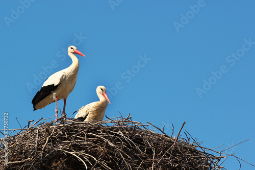 Male and female storks in the nest