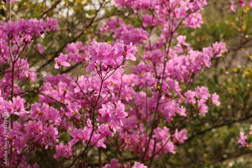 躑躅の花