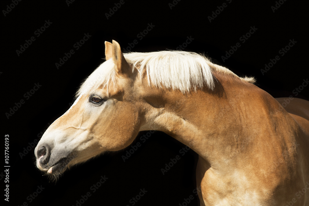 Fototapeta premium Haflinger Stute