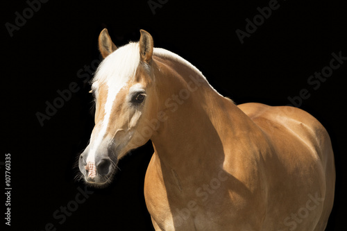 Haflinger Stute