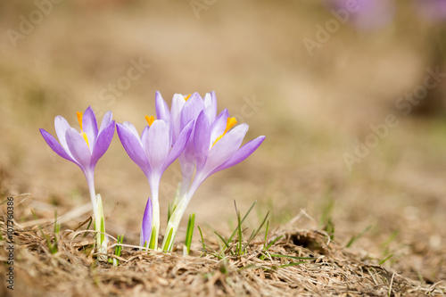 Fototapeta Naklejka Na Ścianę i Meble -  Beautiful crocus flowers in Beskidy mountains