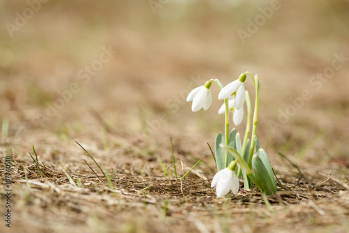 Fototapeta Naklejka Na Ścianę i Meble -  Beautiful snowdrop flowers in Beskidy mountains