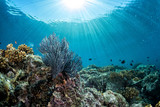 diving in colorful reef underwater