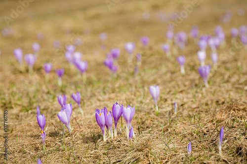 Fototapeta Naklejka Na Ścianę i Meble -  Beautiful crocus flowers in Beskidy mountains