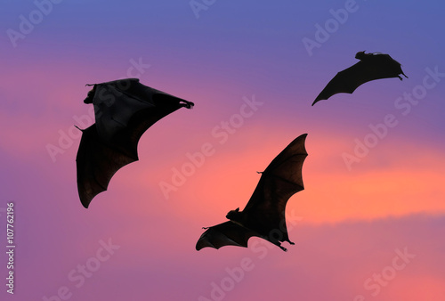 Bats flying at sunset
