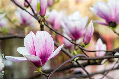 Magnolia tree blossom. Blossom magnolia branch . Magnolia flowers in spring time. Pink Magnolia or Tulip tree in botanical garden.