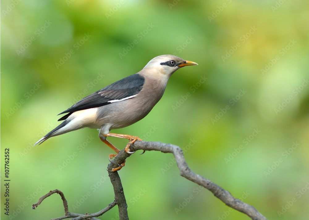 Bird (Vinous - breasted Starling) , Thailand Bird (Vinous - breasted Starling) , Thailand