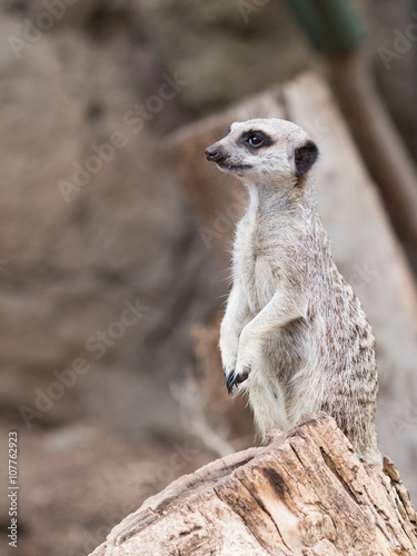 meerkat stands on his hind legs © Ekaterina Andreeva
