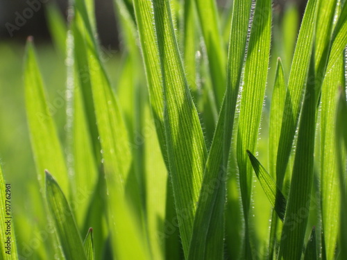 Green grass macro