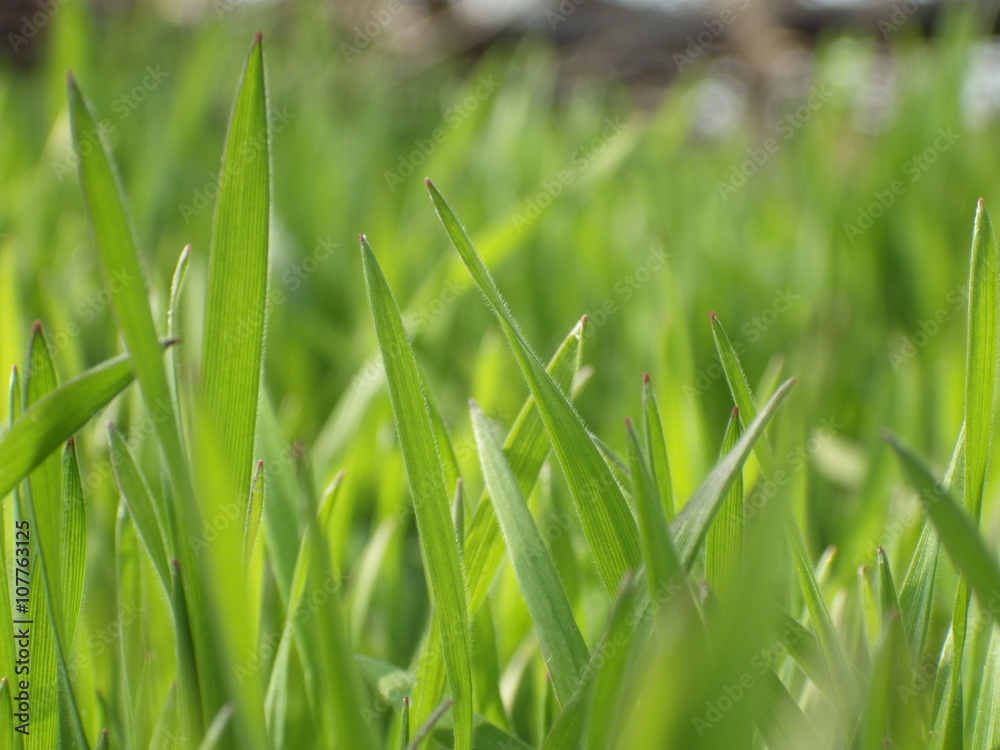 Obraz premium Green grass macro