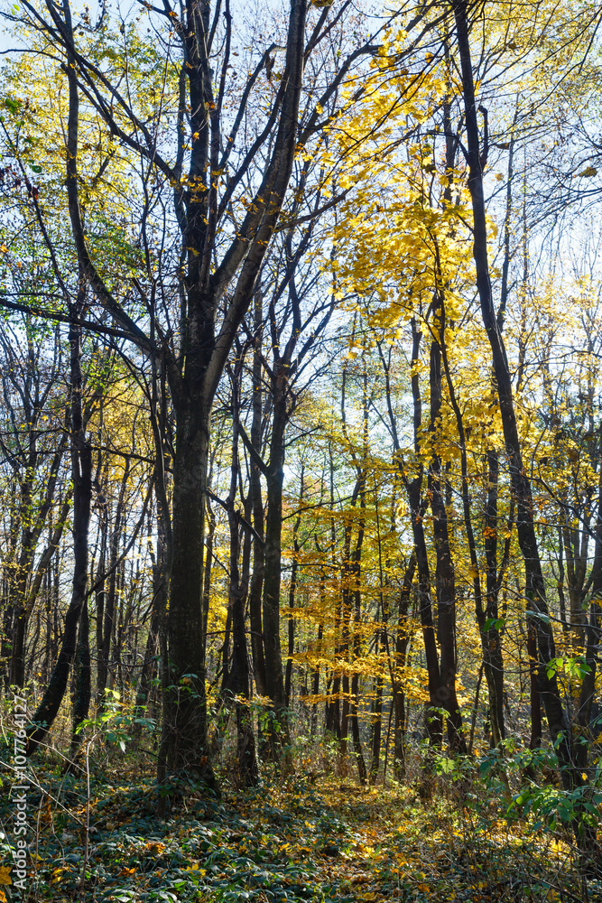 Fototapeta premium Morning autumn forest.