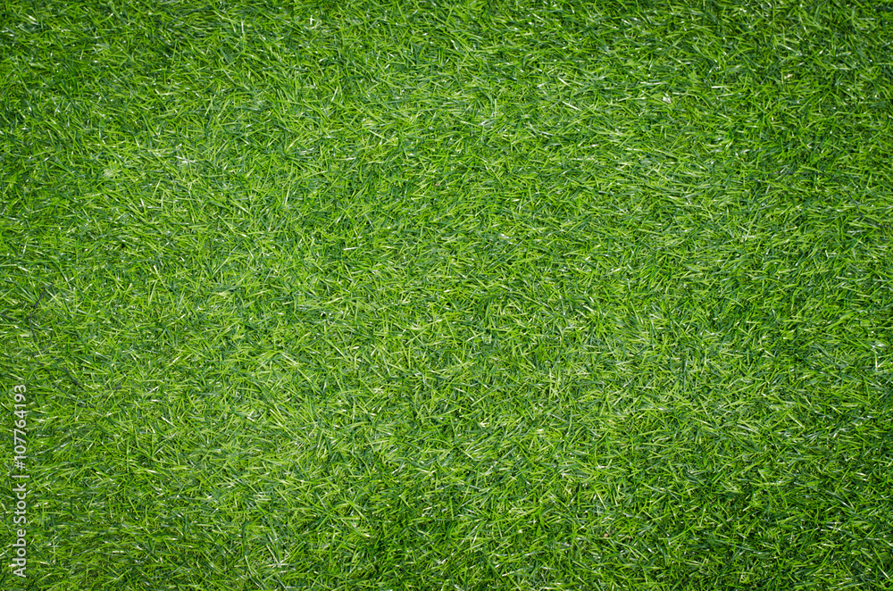 Fototapeta premium green grass