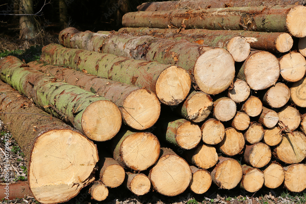 Holzverarbeitung Rodung Holzstämme Waldpflege Holzverarbeitung Rodung Holzstämme Waldpflege