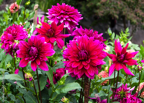 Dekorative einfachbl  hende dunkel-violett-rote Dahlien in einem Garten