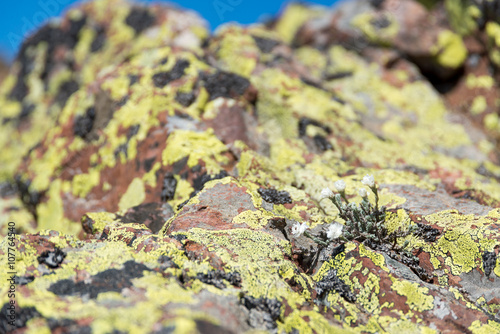 Fiori alpini tra le rocce del Monte Cinto, la montagna più alta di Corsica, Francia photo