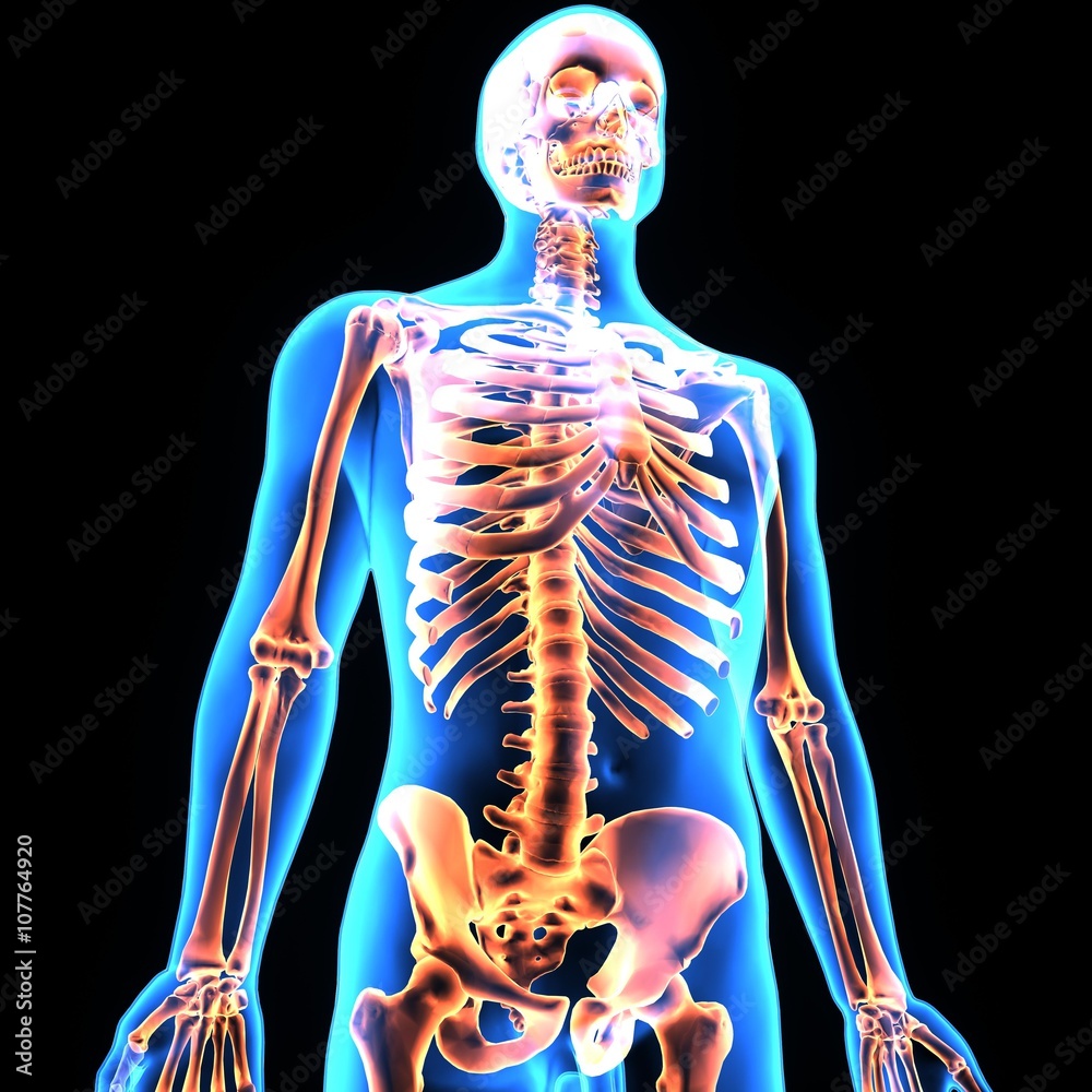3D illustration skeleton side bone muscle 3D illustration skeleton side bone muscle