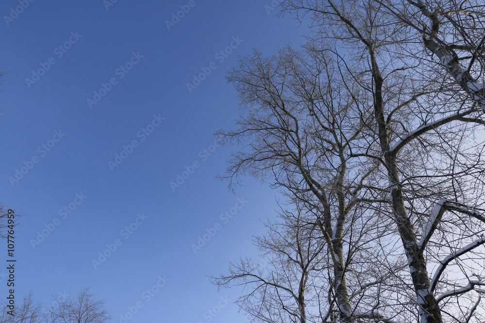 The branches of a tree and sky background The branches of a tree and sky background