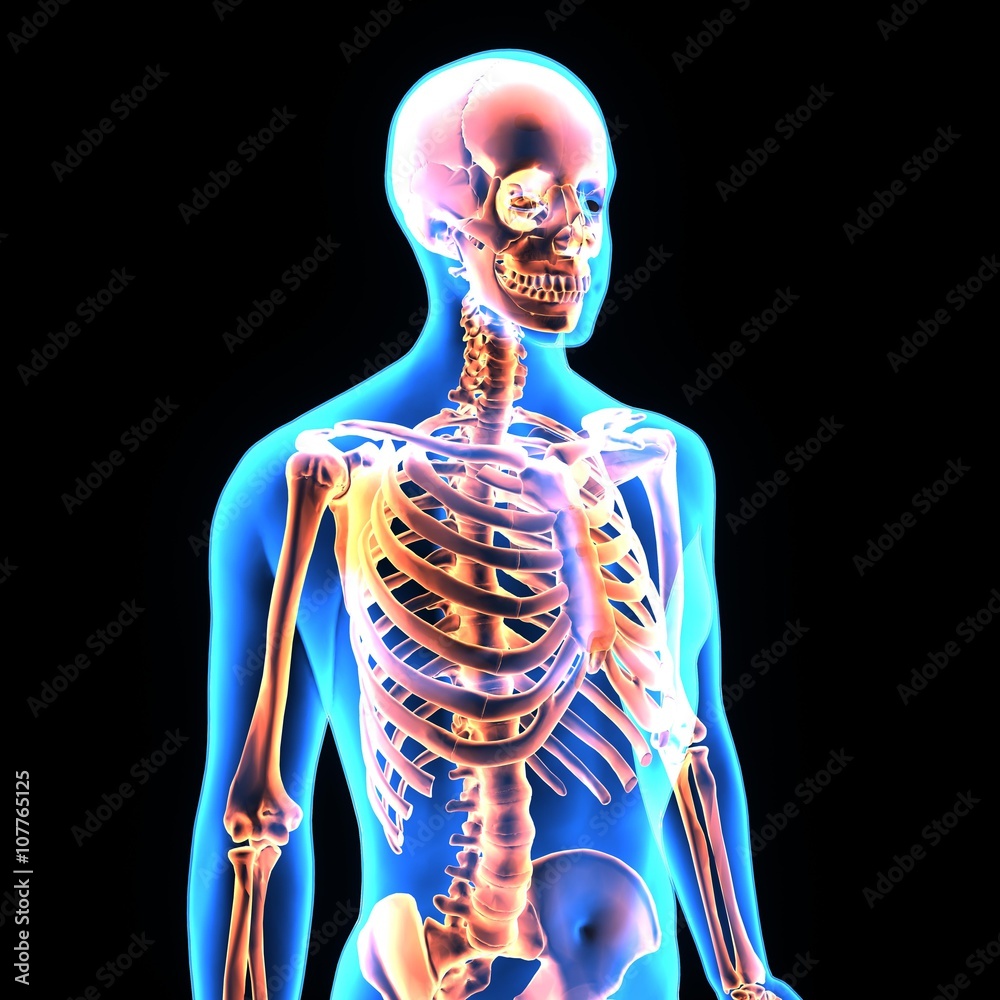 3D illustration skeleton side bone muscle 3D illustration skeleton side bone muscle