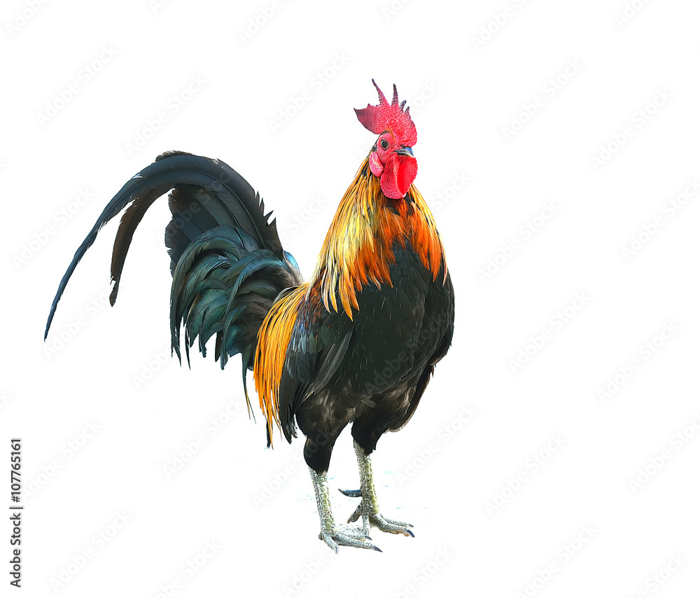 Fototapeta premium Rooster isolated on white background