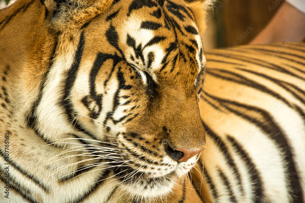 Obraz premium Tiger Close Up Portrait